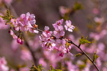 日本周遊　初夏の陽気の東秩父あたり