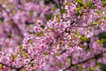 日本周遊　初夏の陽気の東秩父あたり