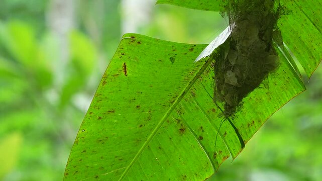 a mother little spiderhunter bird flies quickly into the nest