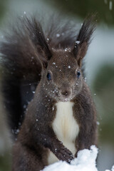 Eichhörnchen (Sciurus vulgaris) © Rolf Müller