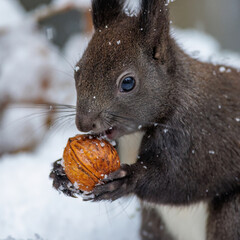 Eichhörnchen (Sciurus vulgaris)
