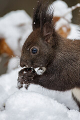 Eichhörnchen (Sciurus vulgaris) © Rolf Müller