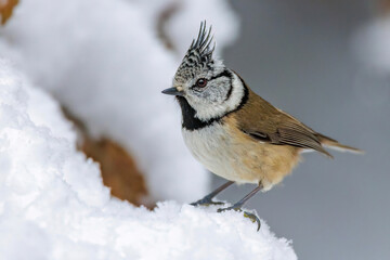 Haubenmeise (Lophophanes cristatus)