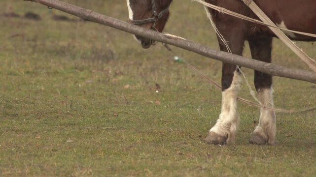 A Draft Horse Working Diligently in the Field Utilizing Plow Equipment for Agriculture