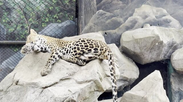 leopard Panthera pardus in zoo cage