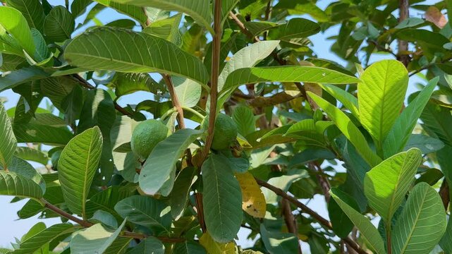 Static closeup shot of Two guavas fruit on its tree, fresh green guava in fruit garden