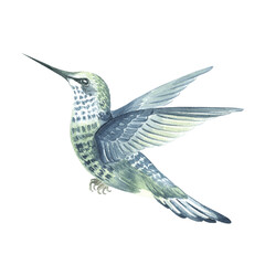 Obraz premium Flutering blue green hummingbird watercolor isolated illustration. Small tropical bird with spread wings flies. Jungle flying wild animals. Hand drawn clipart in realistic stile for rainforest designs