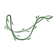 Watercolor tropical liana, vine tropical climbing plant with leaves. Hand drawn greenery lush foliage of jungle. Isolated illustration for summer rainforest designs in realistic botanical style. © susie_p_art