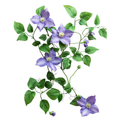 Graceful clematis vine png trailing clematis png climbing clematis vine png lush clematis vine png verdant clematis vine png transparent background image © PNGLovers