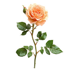 Elegant climbing rose png blooming climbing rose png vibrant climbing rose png romantic climbing...