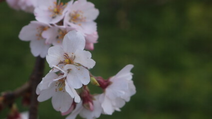 Obraz premium 日本の満開の桜