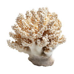 Vibrant coral png tropical coral png delicate coral png natural coral png colorful coral png transparent background image