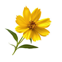 Radiant coreopsis png blooming coreopsis png vibrant coreopsis flower png delicate coreopsis png garden coreopsis png transparent background image