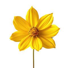 Radiant coreopsis png blooming coreopsis png vibrant coreopsis flower png delicate coreopsis png garden coreopsis png transparent background image