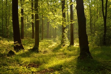 Obraz premium A spring woodland, bursting with fresh greenery and warmed by soft sunbeams.