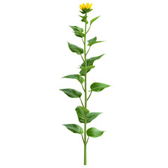 3D Sunflower Plant with Tall Green Stem and Bright Yellow Flower Isolated on Transparent Background