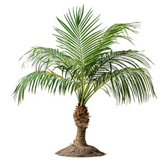 Obraz premium Tropical date palm png lush date palm png vibrant date palm png exotic date palm png serene date palm png transparent background image