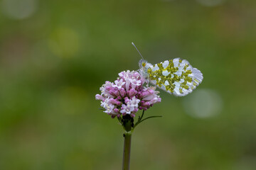 Fototapeta premium Orange Ornate Butterfly (Anthocharis cardamines) on the blooming Catnip plant (Valeriana officinalis) in Yamanlar Mountain.