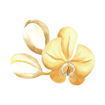 watercolor yellow orchid flower buds clip art preview