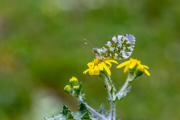 Orange Ornate Butterfly (Anthocharis cardamines) on a flower in Yamanlar Mountain.