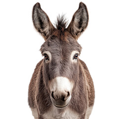Fototapeta premium Charming donkey png rustic donkey png sturdy donkey png gentle donkey png lively donkey png transparent background image