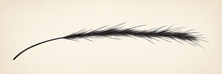 Single black feather elegant isolated simple design.
