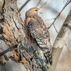 red shouldered hawk