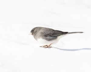 Junco