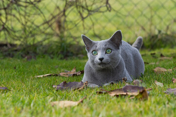 Porträt einer Russisch Blau Katze im Garten