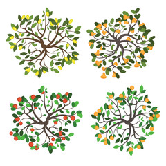 Top view of a set of isolated colour vector images of garden trees with branches, leaves and fruits: lemon, orange, apple, pear. View from above. Aerial.