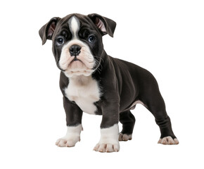 Obraz premium American bully puppy stands alert on white background, charming yet serious expression. Adorable black and white bully pup, perfect for pet care promotions or breed specific content. Young bully isola