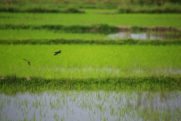 Bird is hunting over green rice field
