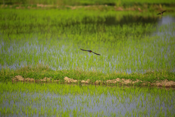 Bird is hunting over green rice field