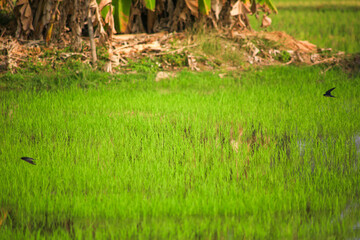 Bird is hunting over green rice field
