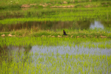 Bird is hunting over green rice field