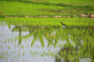 Bird is hunting over green rice field