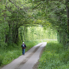 Obraz premium homme âgé seul sur une route au milieu d'une forêt au printemps
