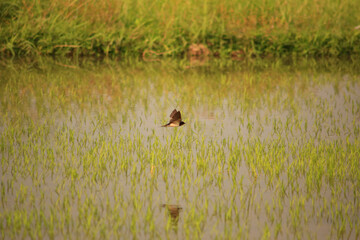 Bird is hunting over green rice field