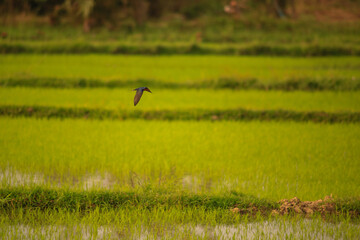 Bird is hunting over green rice field