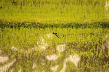 Bird is hunting over green rice field