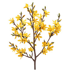 Vibrant forsythia bush png blooming forsythia bush png lush forsythia bush png natural forsythia bush png scenic forsythia bush png transparent background image