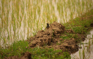 Bird is hunting over green rice field