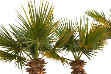 Fototapeta premium Branches of date palms under blue sky in Summer