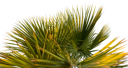 Branches of date palms under blue sky in Summer