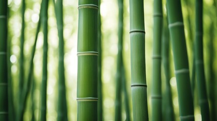 Obraz premium Lush Green Bamboo Forest: A Serene Natural Sanctuary with Verdant Stalks