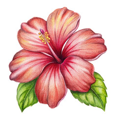 Obraz premium Title: Exotic hibiscus flowers with large petals and tropical vibrant colors 