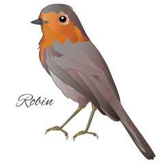 Robin  robin bird songbird on a white background wattercolor vintage vector illustration editable hand drawn