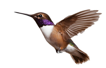 Fototapeta premium Hummingbird flying, isolated on a transparent background png