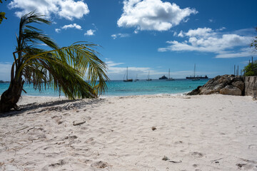 Sandstrand mit Palme auf Barbados