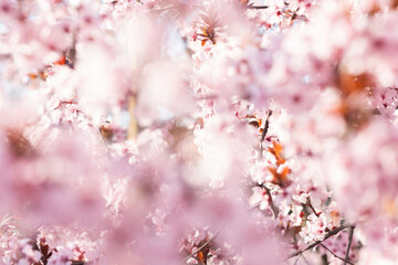 Soft spring cherry flowers background.
